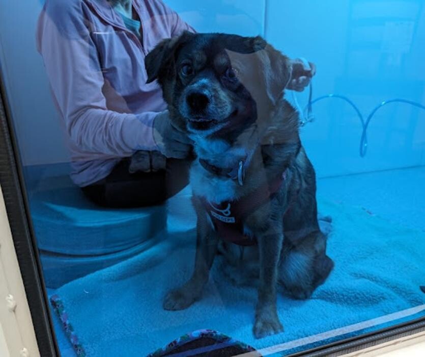 Images gorillaz O2 Box