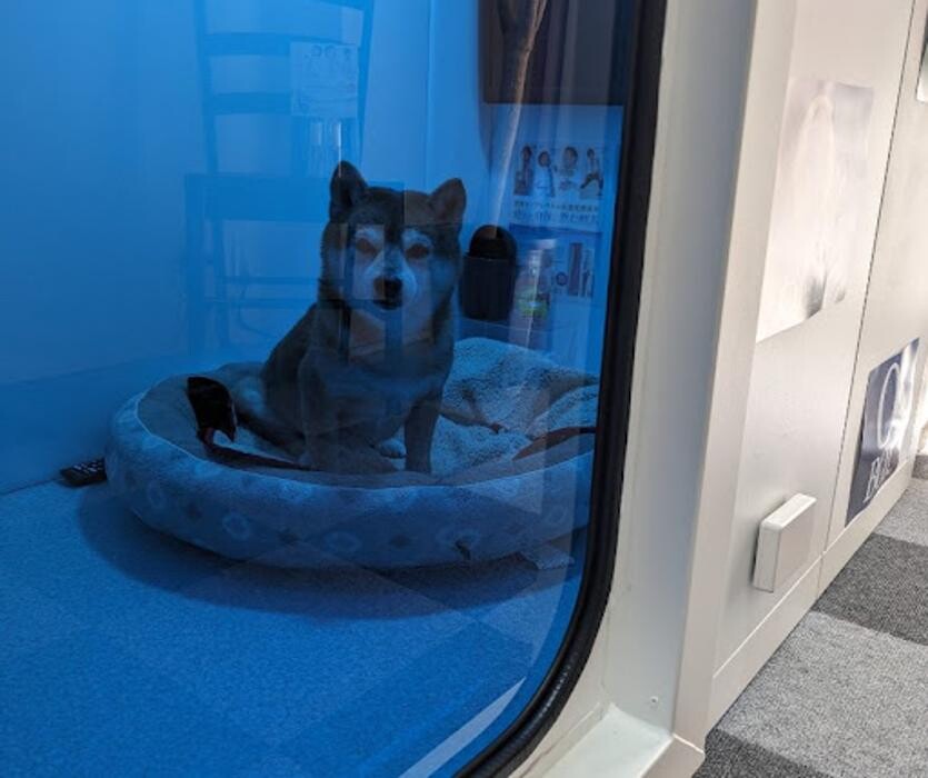 Images gorillaz O2 Box