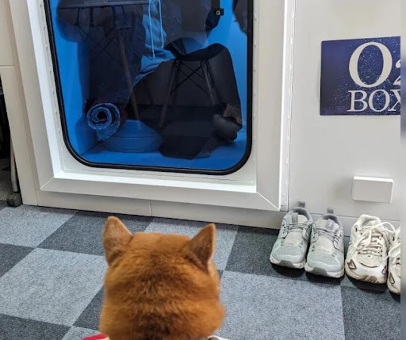 Images gorillaz O2 Box