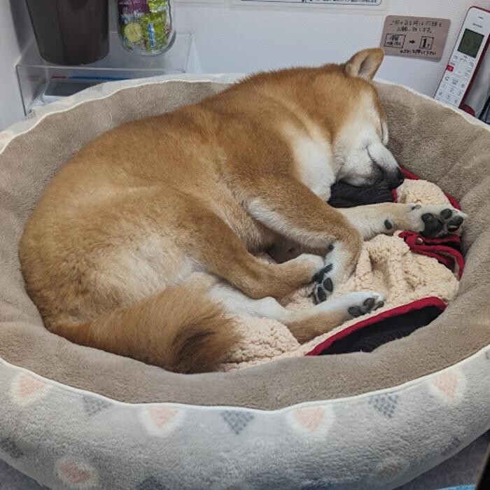 Images gorillaz O2 Box