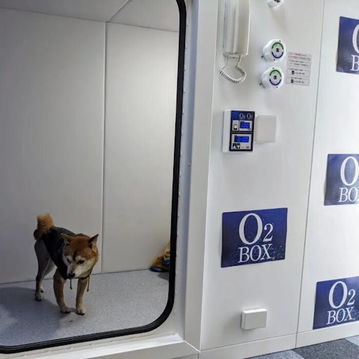 Images gorillaz O2 Box