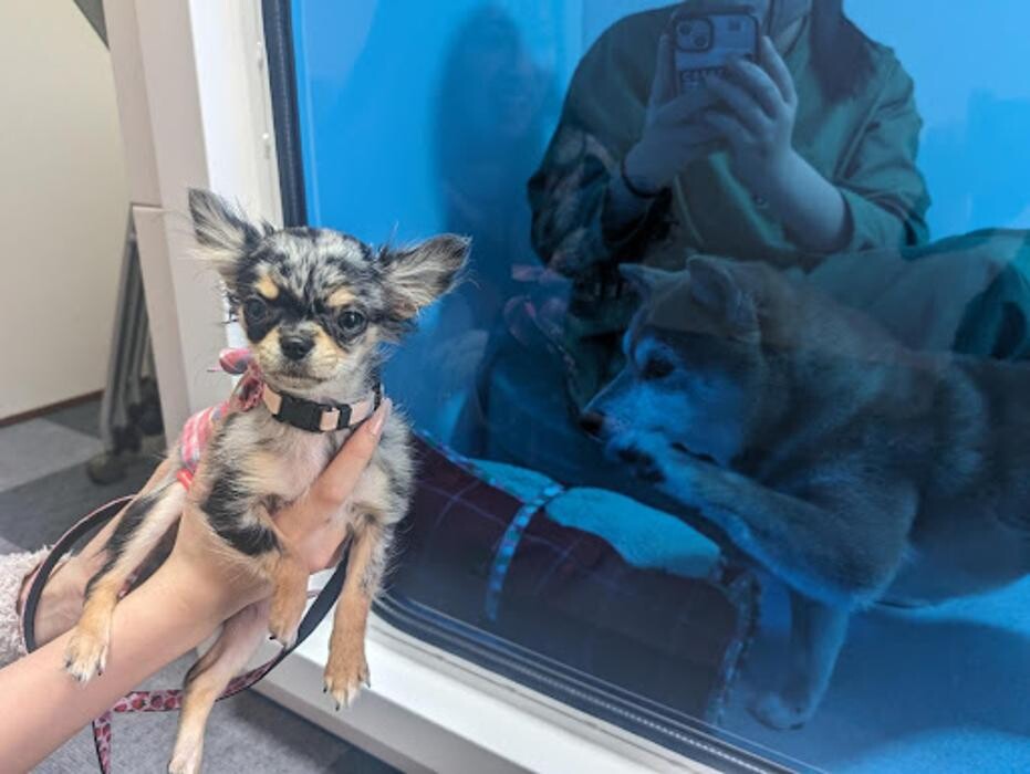 Images gorillaz O2 Box