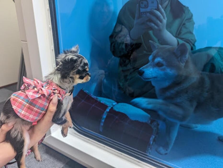 Images gorillaz O2 Box