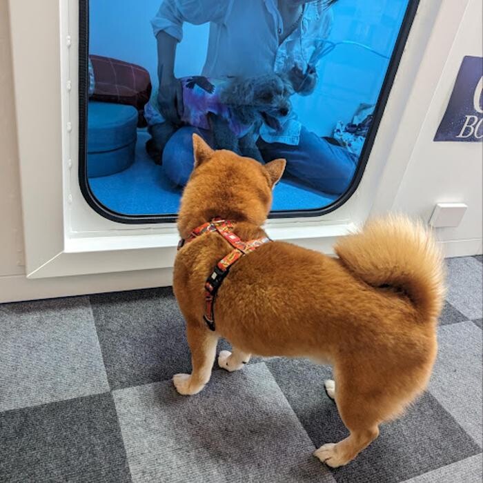 Images gorillaz O2 Box