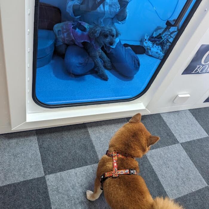 Images gorillaz O2 Box