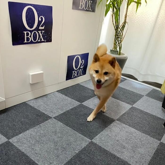 Images gorillaz O2 Box