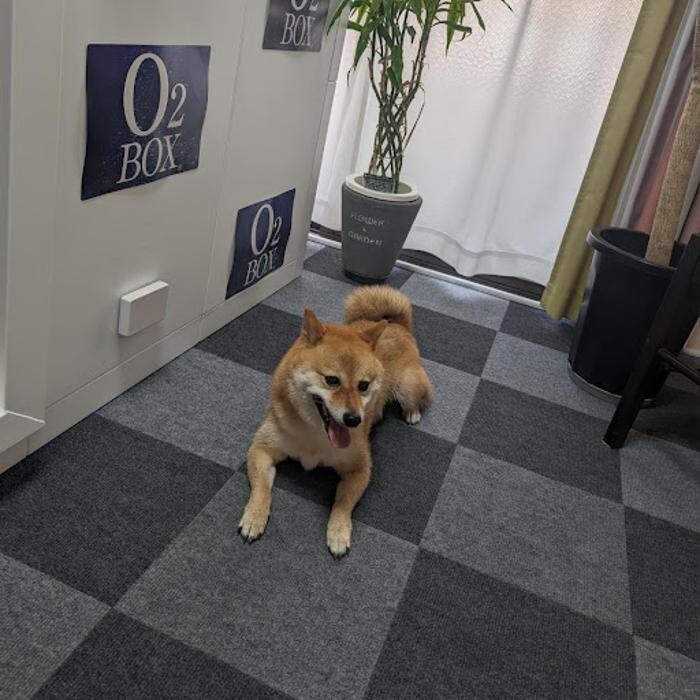 Images gorillaz O2 Box