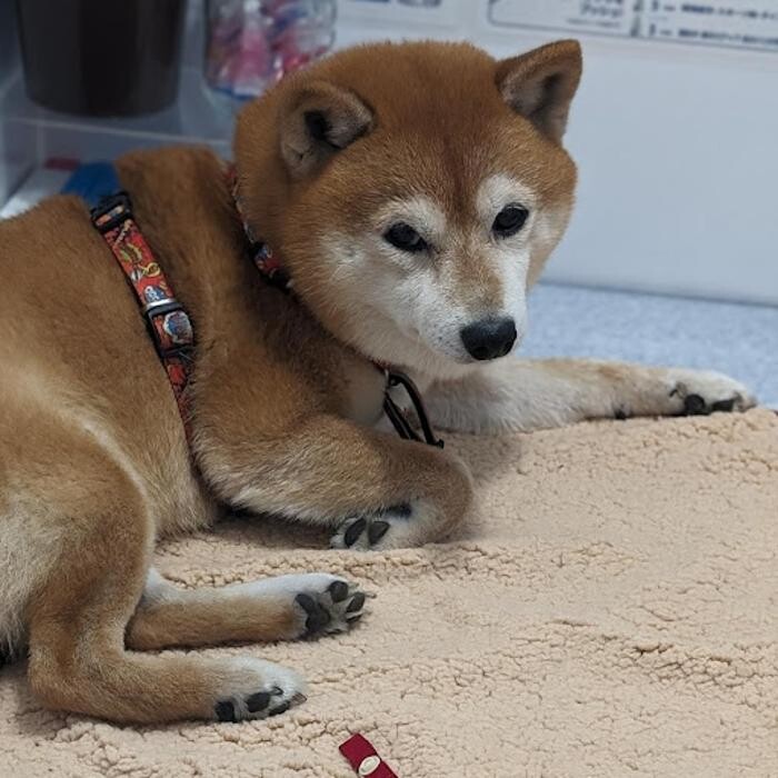 Images gorillaz O2 Box