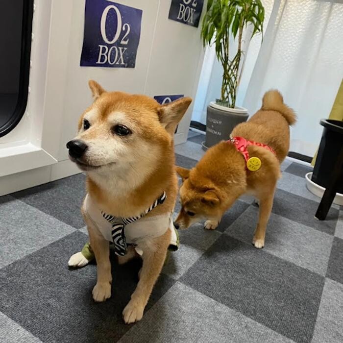 Images gorillaz O2 Box