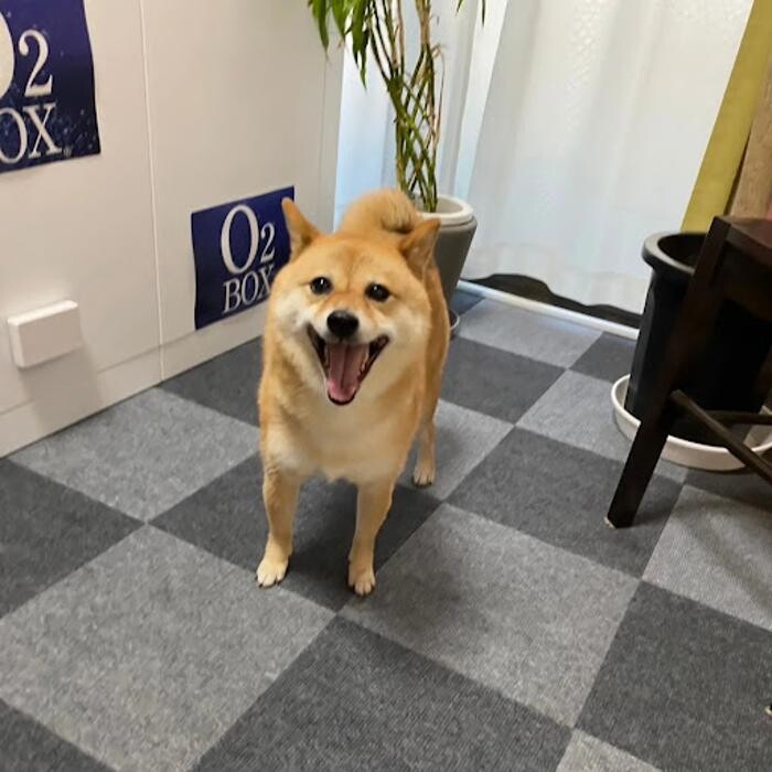 Images gorillaz O2 Box