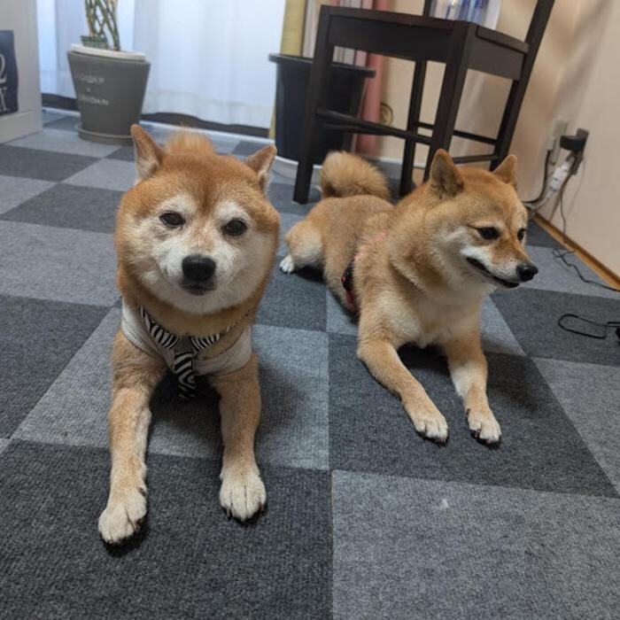 Images gorillaz O2 Box