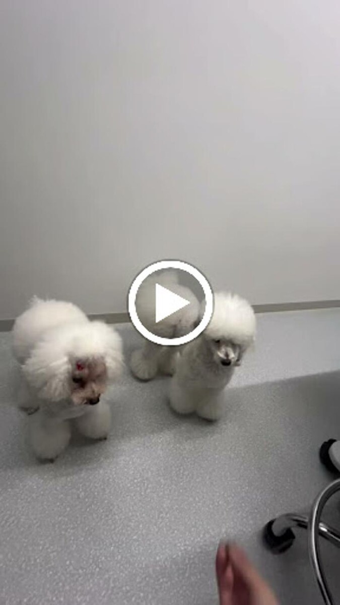 Images BUDDY動物病院