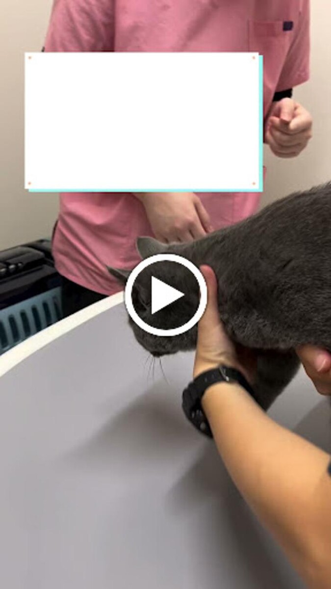 Images BUDDY動物病院