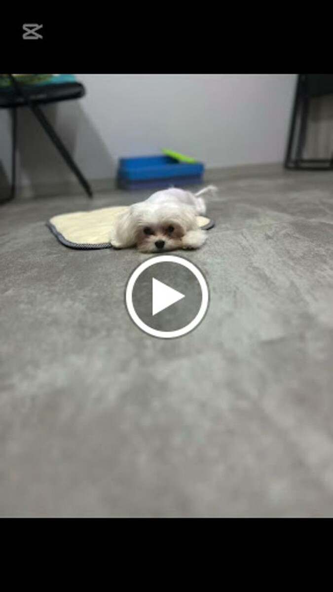 Images BUDDY動物病院