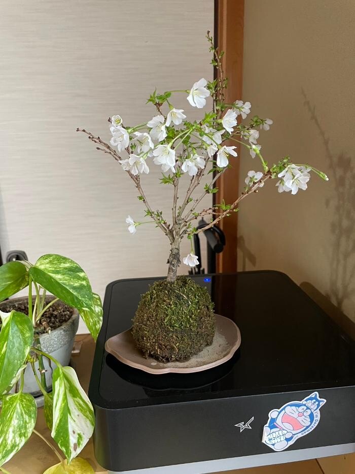 Images 薬舗さくら