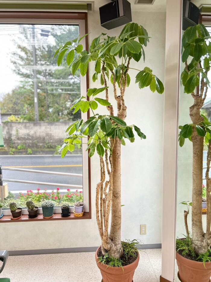 Images ヘアードレッサーシミズ