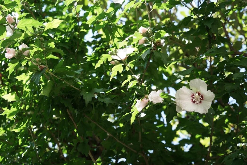 Images 有倫堂 鍼灸院 西荻窪