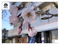 Website Screenshot 伊藤商店 玉村店
