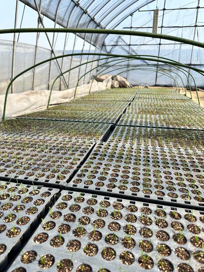 Images 古民家酒房 菜音