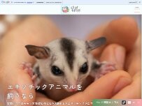 Website Screenshot Ulu (ウル)フクロモモンガブリーダー