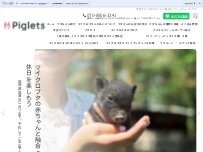Website Screenshot 【Piglets cafe】予約制マイクロブタカフェ福岡店