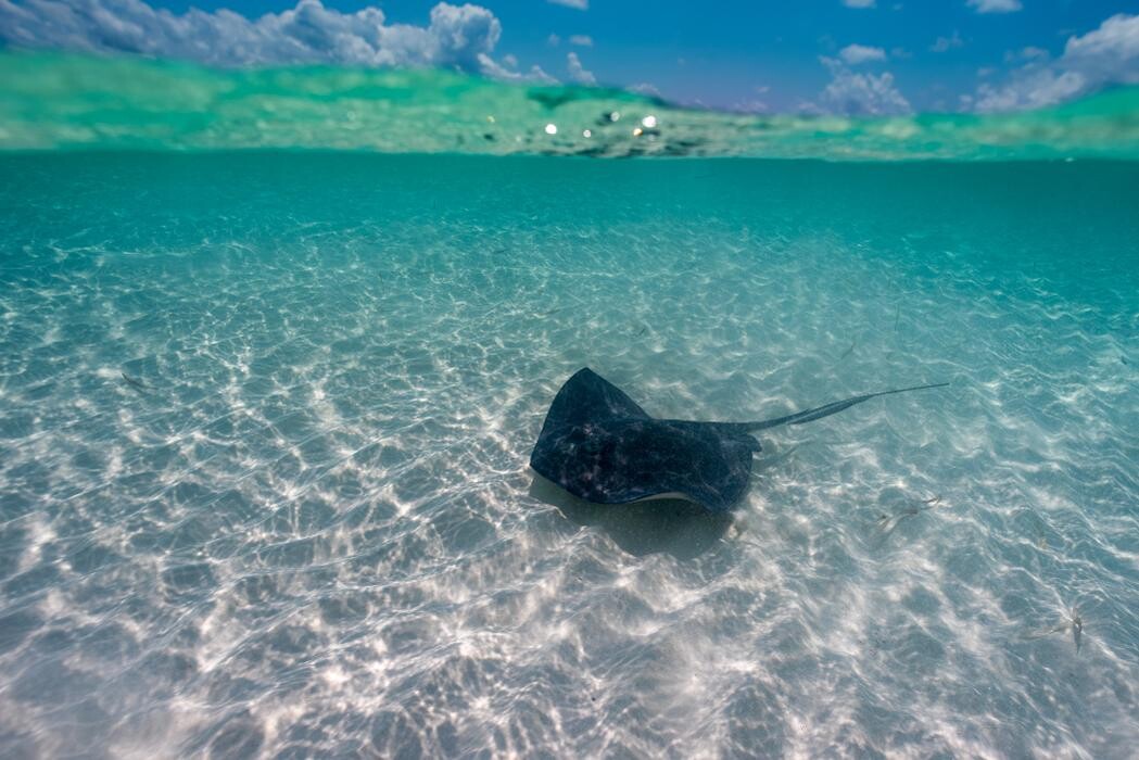 Images Allegro Cozumel - All Inclusive