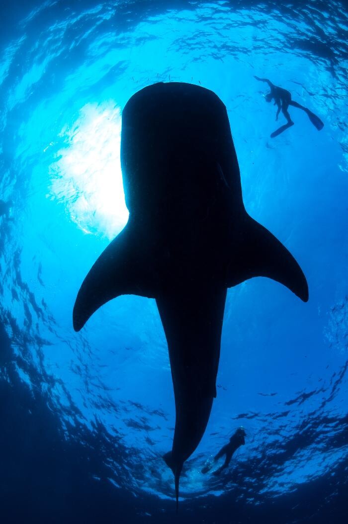 Images Occidental Cozumel