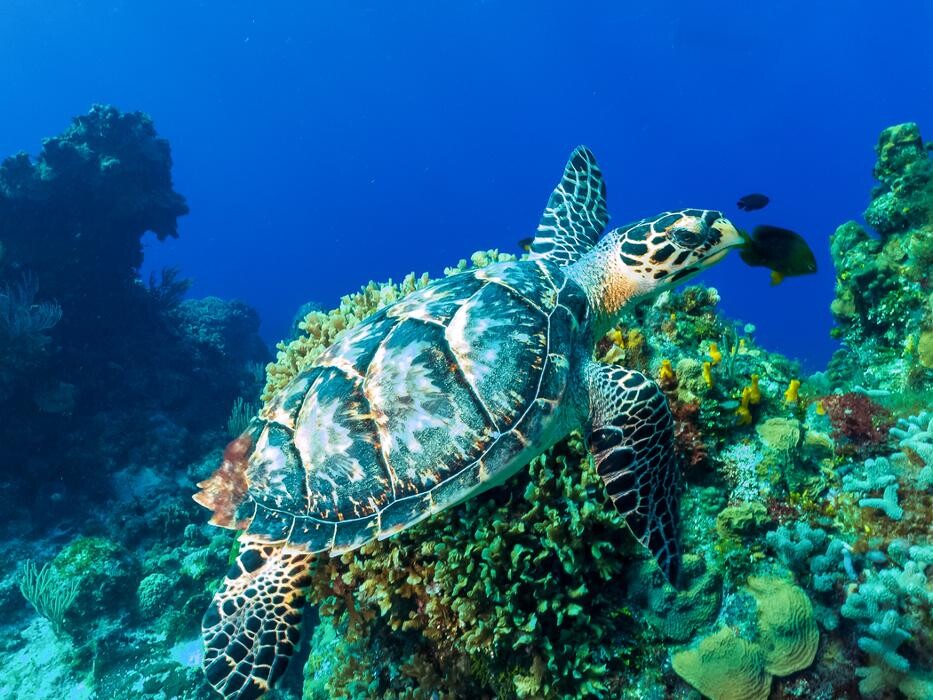 Images Occidental Cozumel