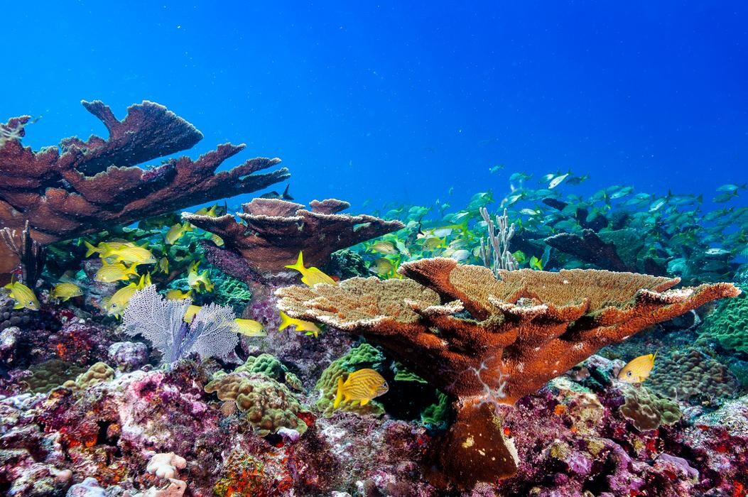 Images Occidental Cozumel