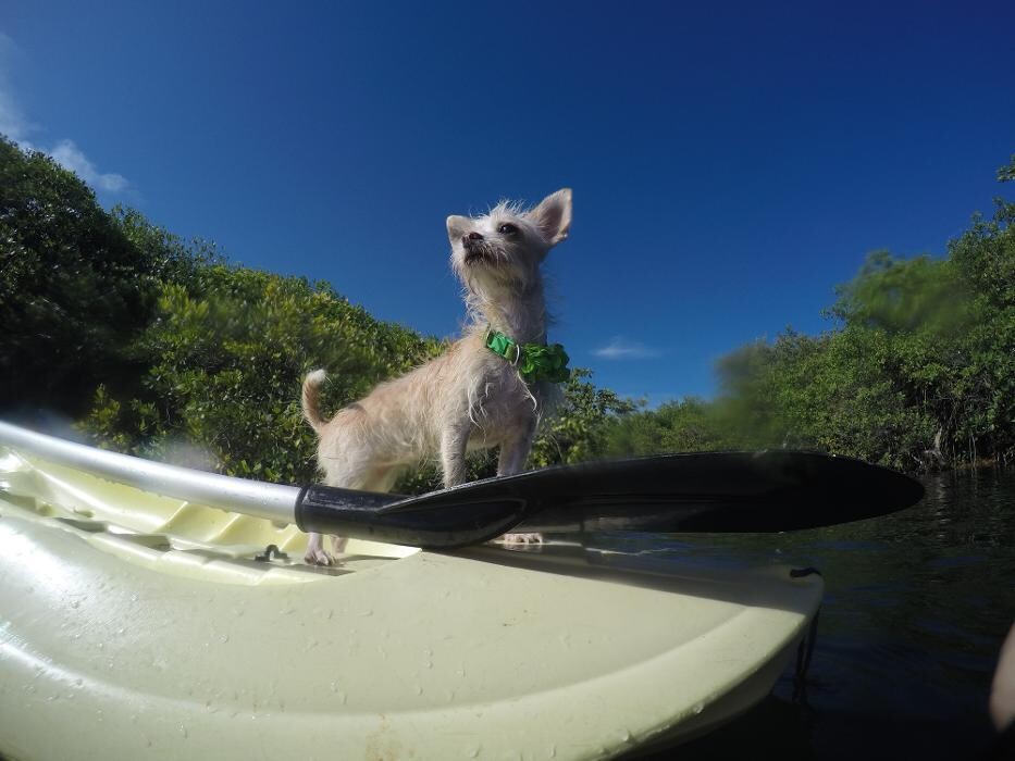 Images Flying Fish Tulum