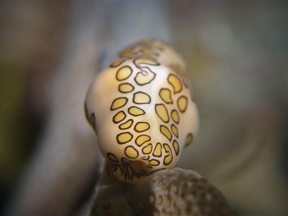 Images Jaguar Divers - Dive Shop in Playa del Carmen