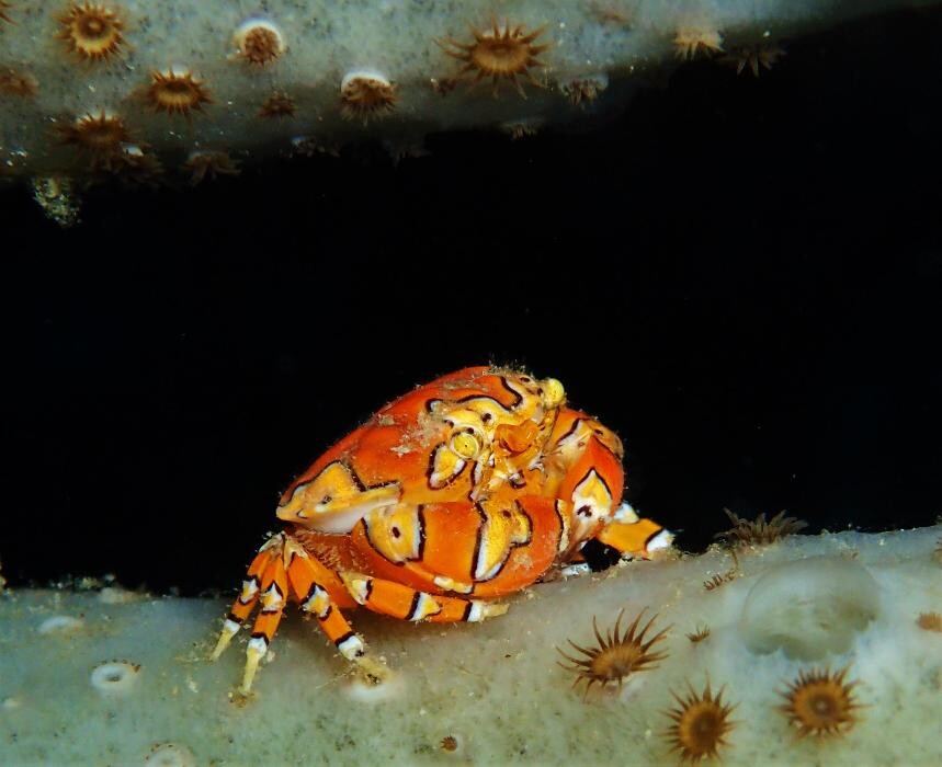 Images Jaguar Divers - Dive Shop in Playa del Carmen