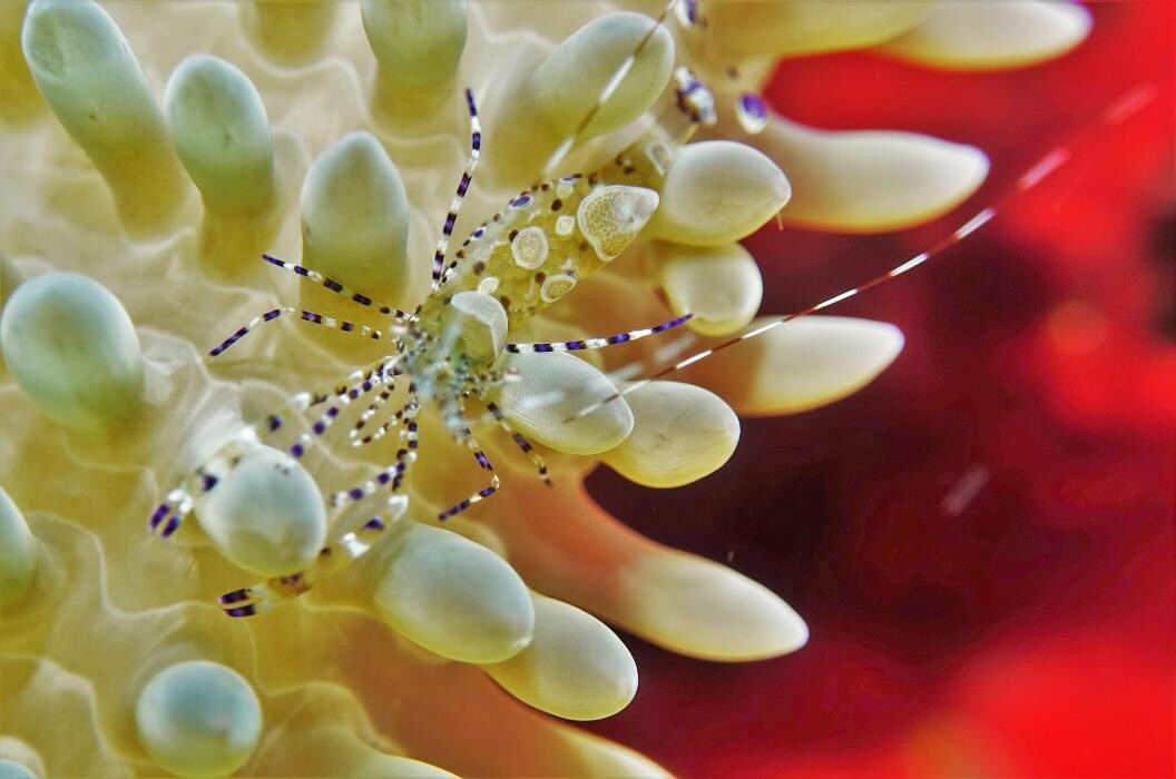 Images Jaguar Divers - Dive Shop in Playa del Carmen