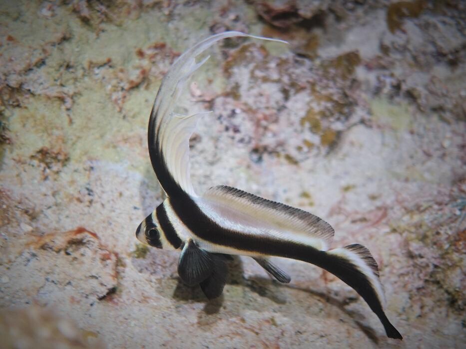 Images Jaguar Divers - Dive Shop in Playa del Carmen