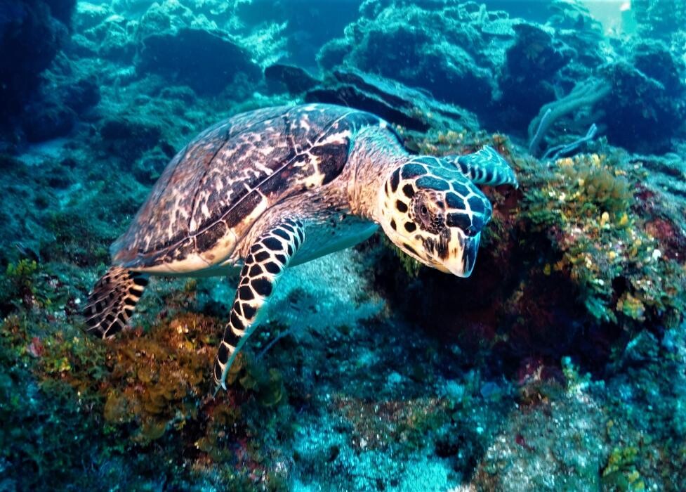 Images Jaguar Divers - Dive Shop in Playa del Carmen