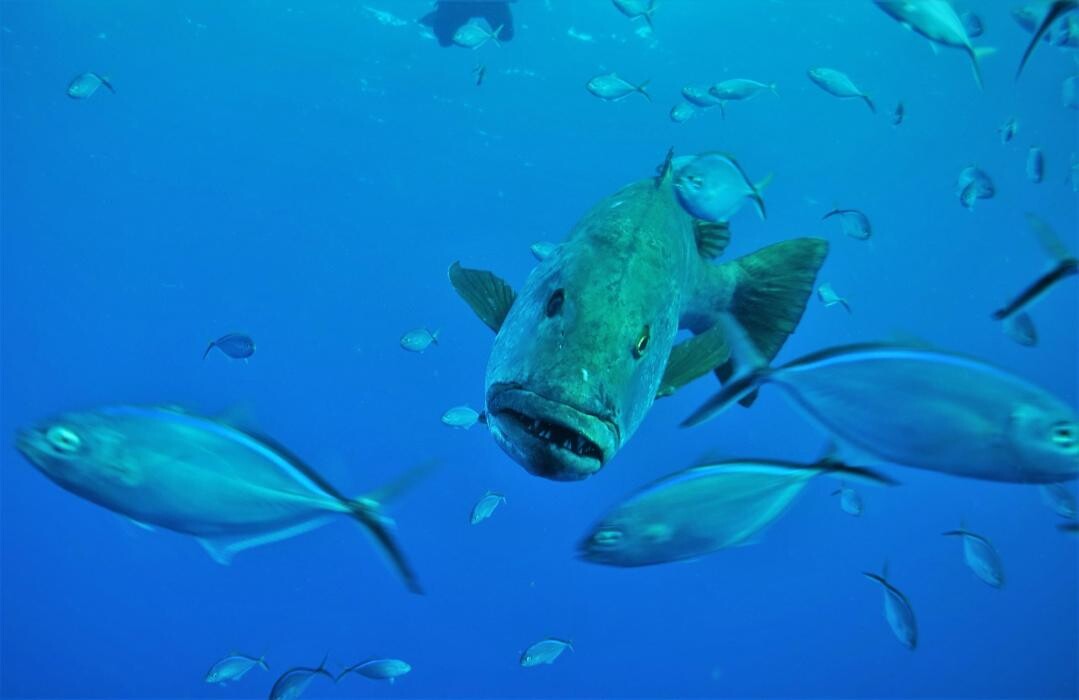 Images Jaguar Divers - Dive Shop in Playa del Carmen