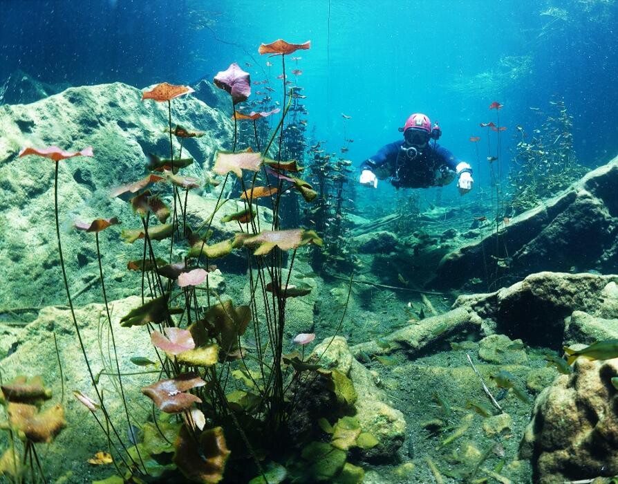 Images Jaguar Divers - Dive Shop in Playa del Carmen