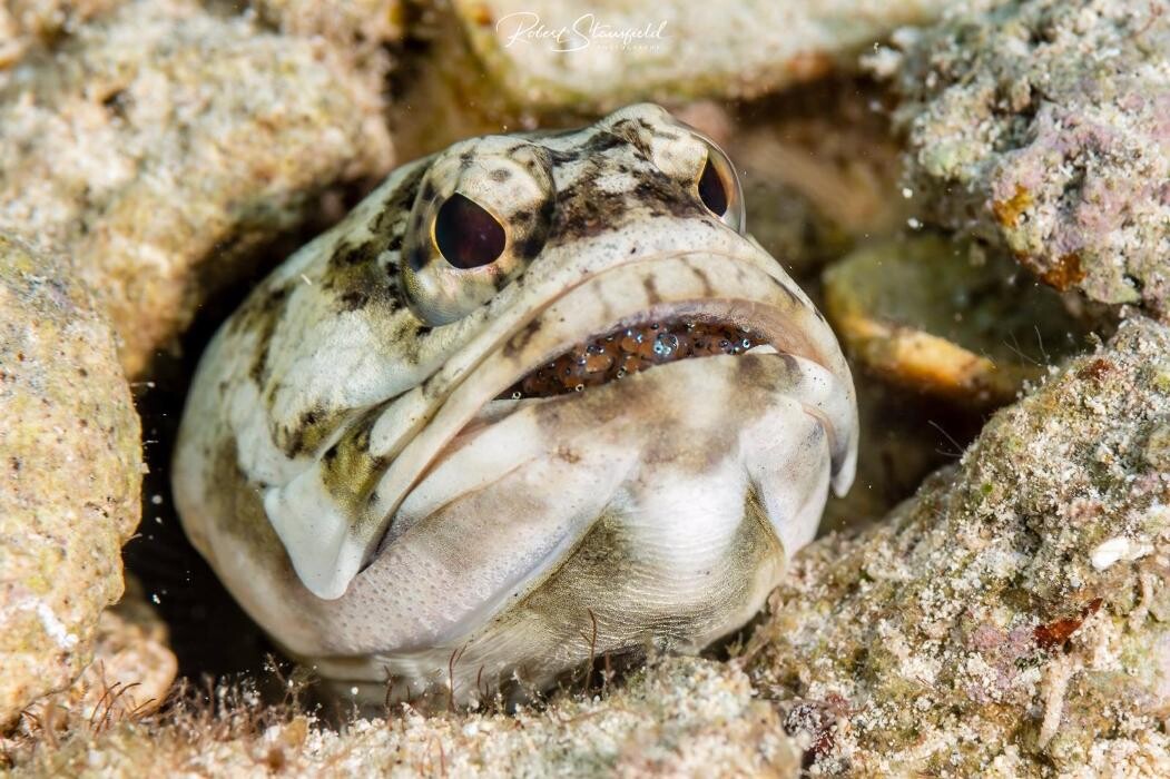 Images Salty Endeavors