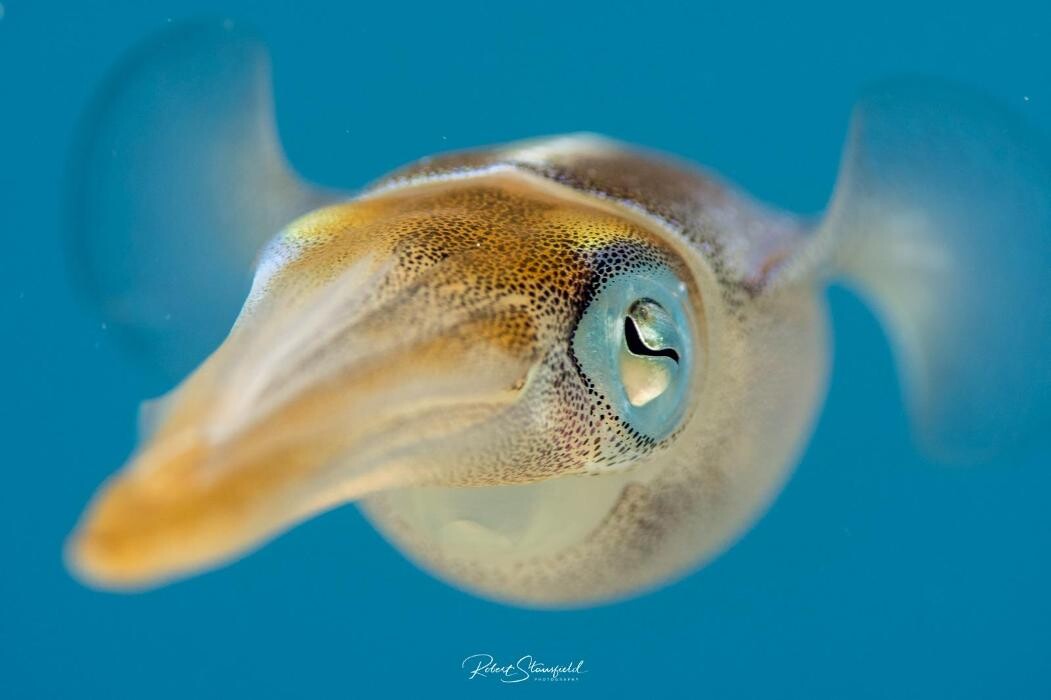 Images Salty Endeavors