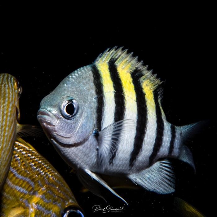 Images Salty Endeavors