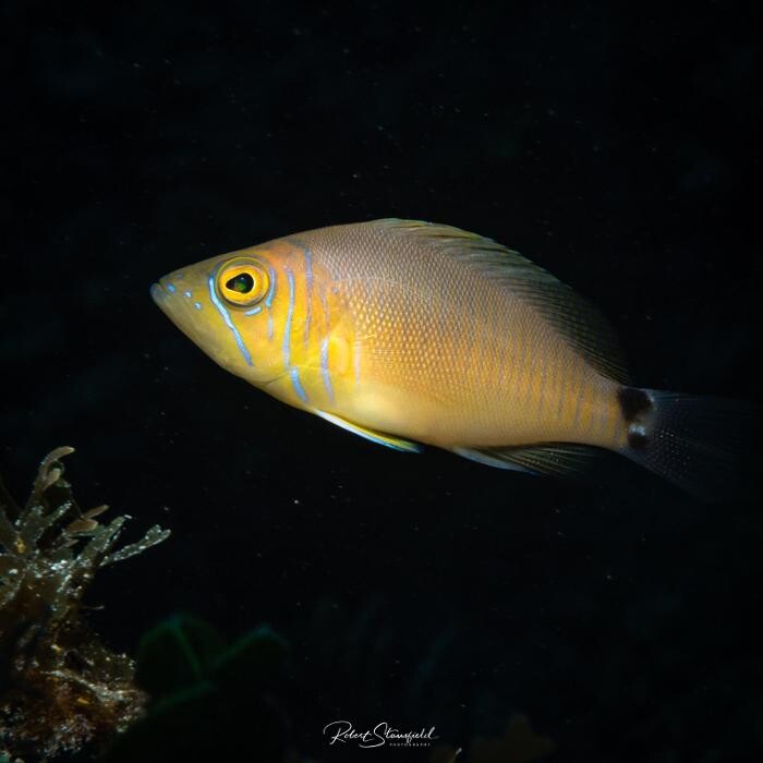 Images Salty Endeavors