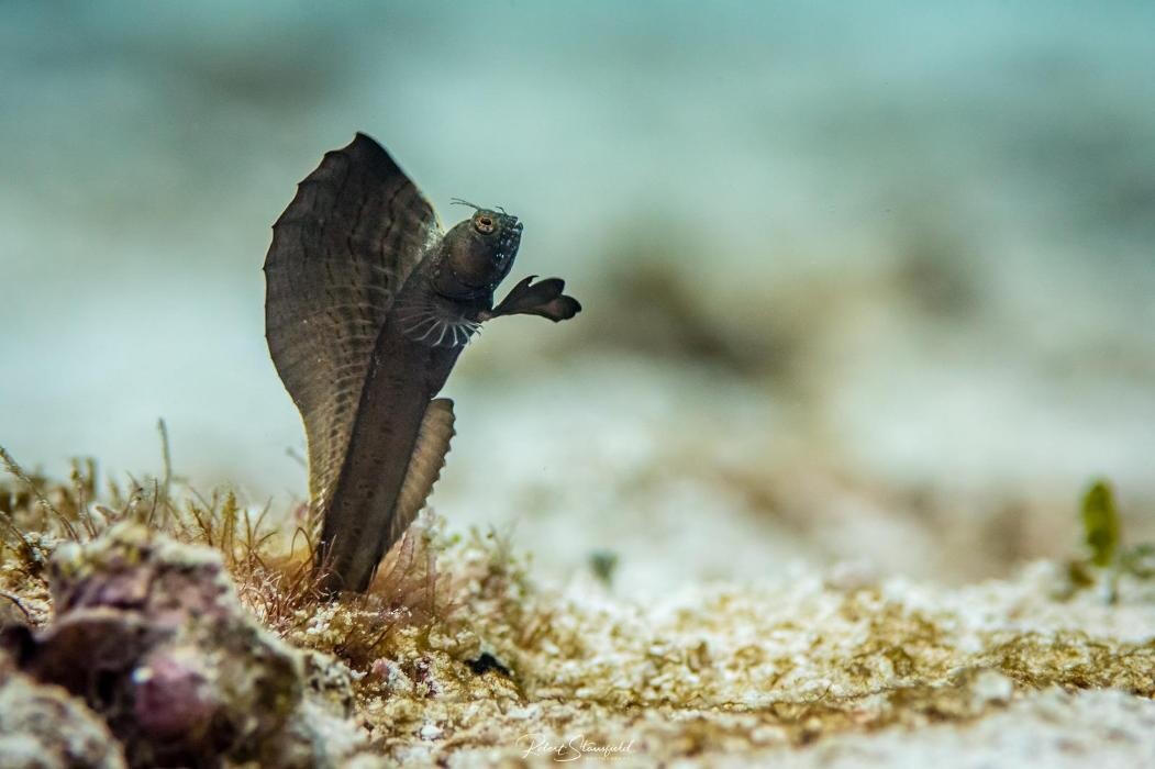 Images Salty Endeavors