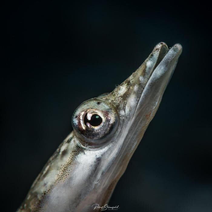 Images Salty Endeavors