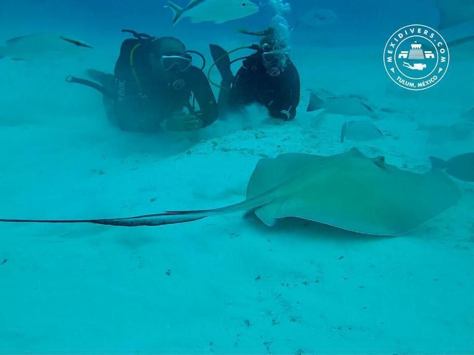 Images Mexidivers