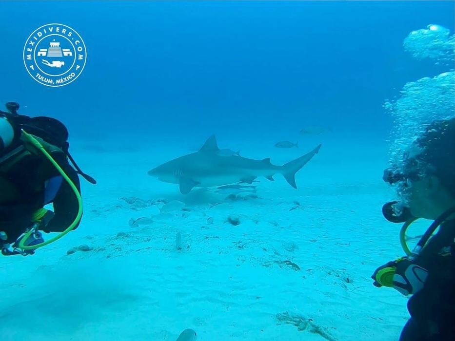 Images Mexidivers