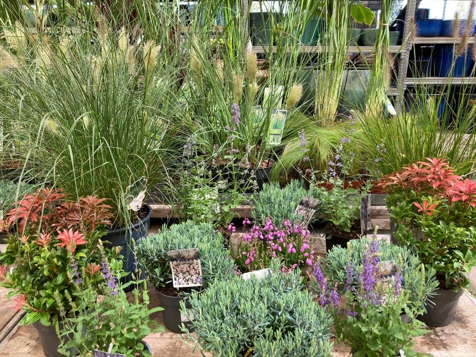 Foto's Life and Garden Renesse