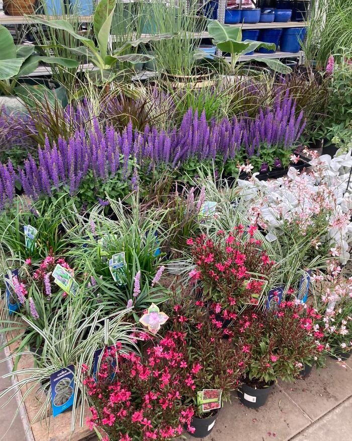Foto's Life and Garden Renesse