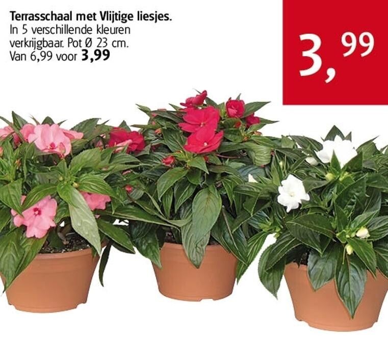 Foto's Life and Garden Renesse