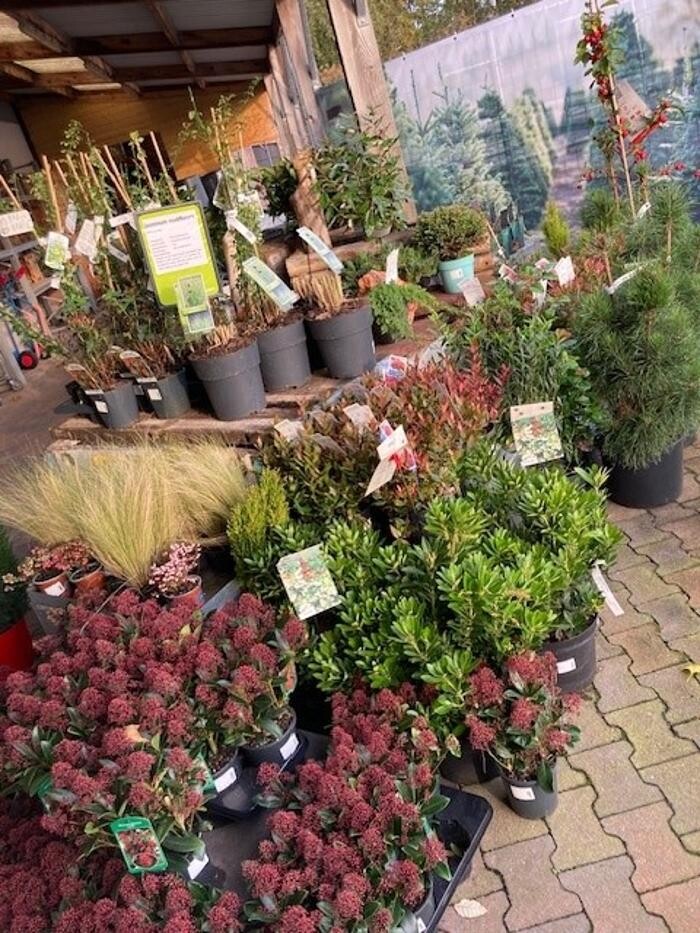 Foto's Life and Garden Renesse