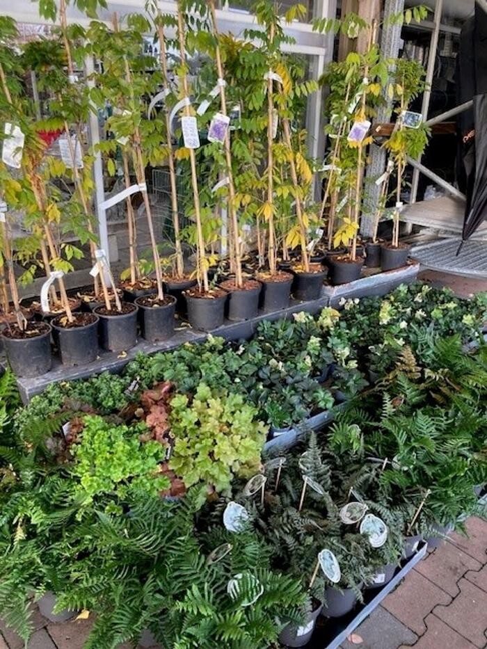 Foto's Life and Garden Renesse